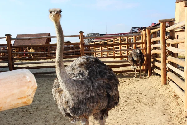 Devekuşu kamera bakıyor 