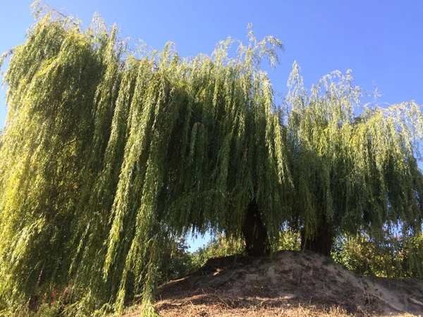 Şehir Parkı willow