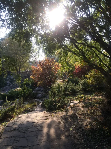 Güneşin ışınları ağaçların arasından 