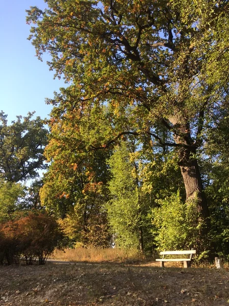 ağacın altında tezgah 