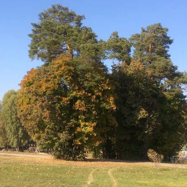 Bomen in het park — Stockfoto