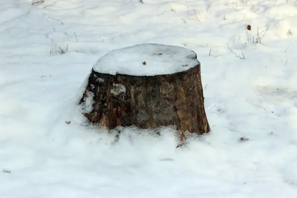 Пень под снегом — стоковое фото