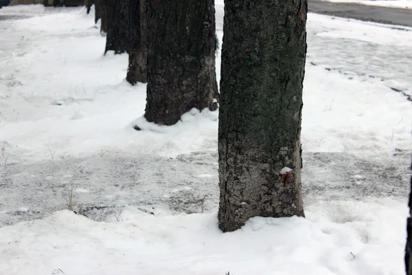 bir satırdaki ağaçlar