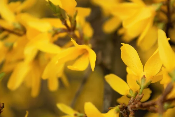 Yaz arka plan. Sarı çiçek — Stok fotoğraf