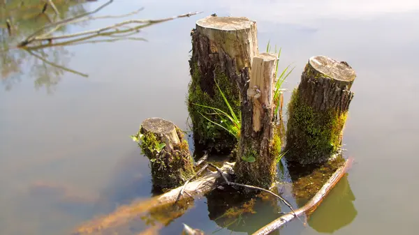 Faulender Baumstamm im Wasser — Stockfoto