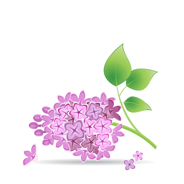 The branch of lilac — Stock Vector