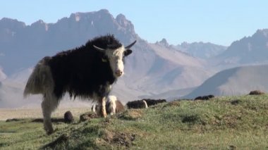 Yaklar dağ bölgesinde yürüyor