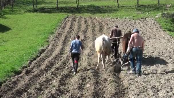 Een gezin gebruikt koeien om te werken — Stockvideo