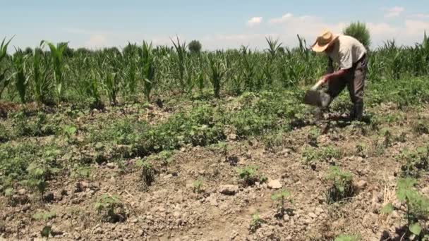 Un homme travaille dans un champ sec — Video