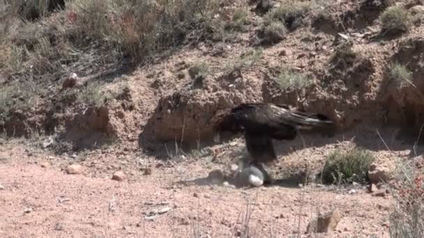 Aquila dorata stringe la presa del coniglio — Video Stock