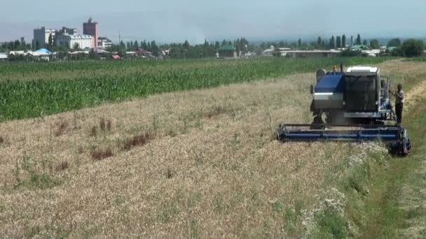 Combine harvester cuts wheat — Stock Video