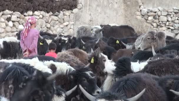 Mor och dotter titta yaks — Stockvideo