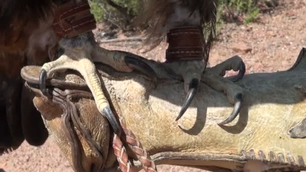 Garras de uma águia de ouro — Vídeo de Stock