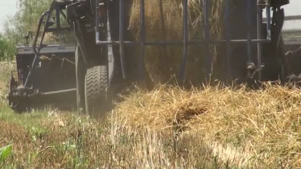 Combine harvester cuts wheat — Stock Video