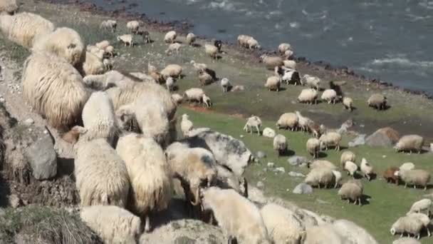 Ovejas caminando por las montañas — Vídeo de stock