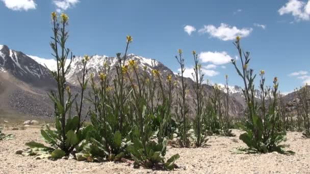 Rostliny na planině Pamirs — Stock video