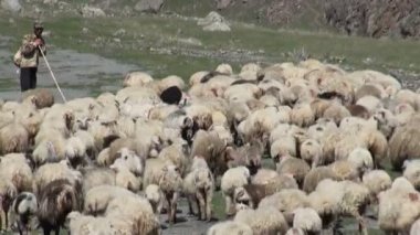 Bir çoban koyun sürüsünü bekliyor.