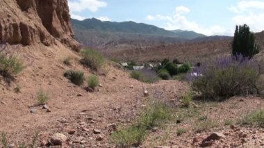 Kartal avcı eğitimli kartal eve getiriyor