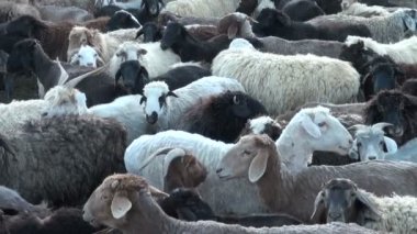 Koyun ağıl standı