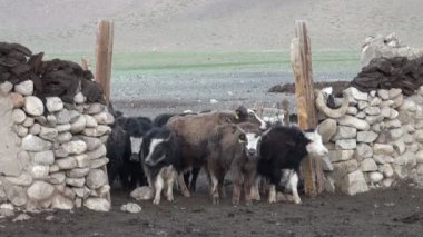 Yaks walking into a corral
