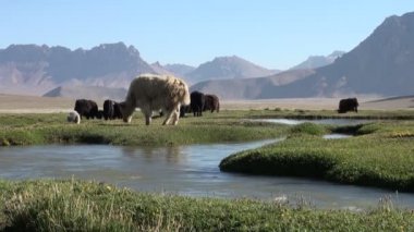 Yaks walk through in mountain region