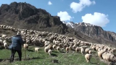 Çobanlar koyunlar için yol göstericidir.