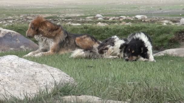 Perros de montaña en Tayikistán — Vídeo de stock