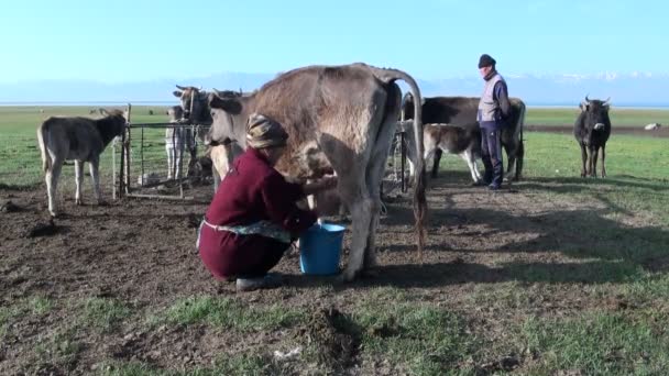 Женщина доит корову в Кыргызстане — стоковое видео