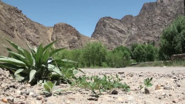 Ein Landcruiser fährt an einer Wüstenanlage vorbei — Stockvideo