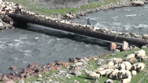 İki çoban koyunlarına rehberlik ediyor. — Stok video