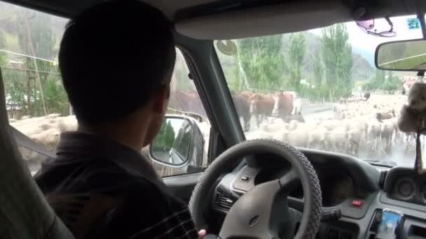 开车路过马和羊. 免版税图库视频片段