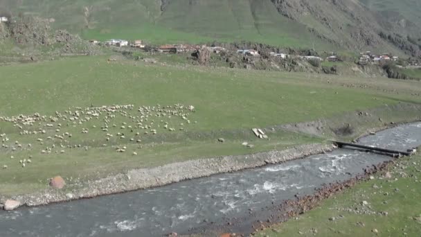 Herders begeleiden schapen — Stockvideo