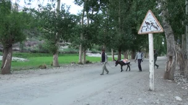 People move their donkeysacross the road — Stock Video