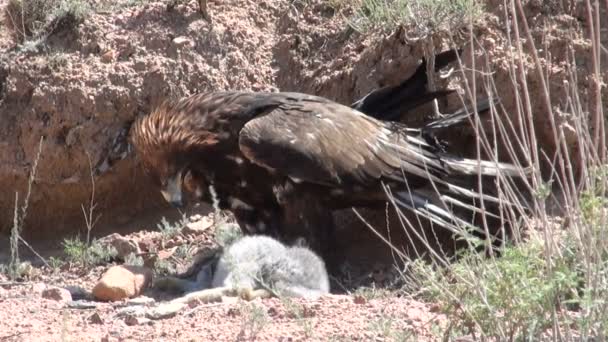 Águila ha cogido un conejo domesticado — Vídeos de Stock