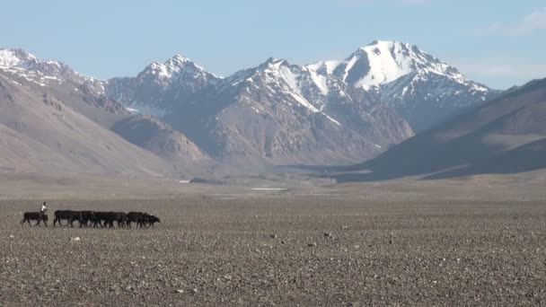 Cattle walks through  Pamir ranges — Stock Video