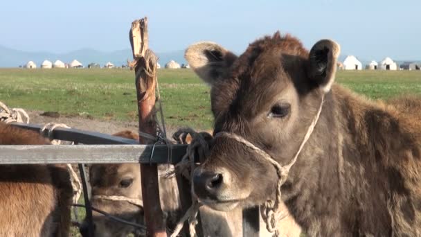 Kalveren zijn verzameld in de buurt van een hek — Stockvideo