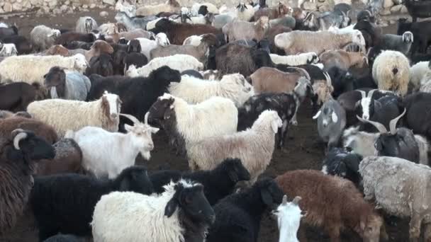 Moutons debout dans un corral — Video