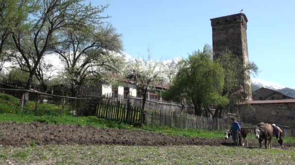 Een familie werkt het land in Georgië. — Stockvideo