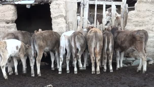 犊牛聚集在栅栏附近 — 图库视频影像
