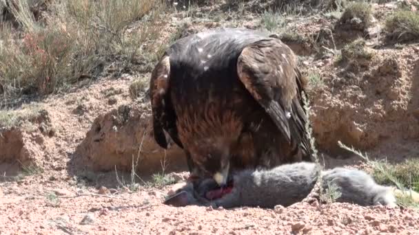 Águila acaba de matar — Vídeos de Stock