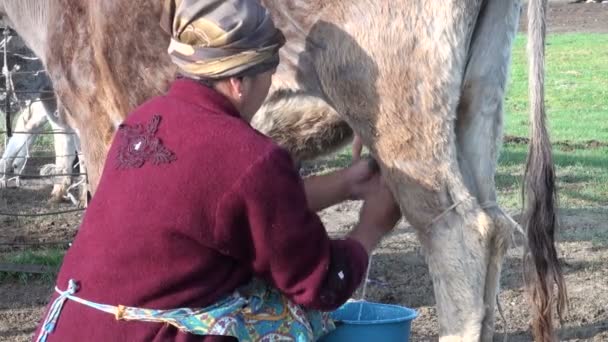 Lady  milking a cow — Stock Video