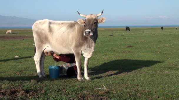 Dama ordeñando una vaca — Vídeos de Stock