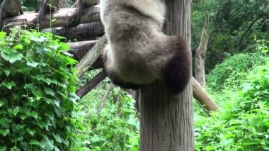 panda ayı bir ağaçtan tırmanıyor