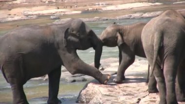 rive yakınında oynayan filler