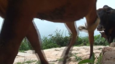 Çinli çiftçi onun inekler yürür