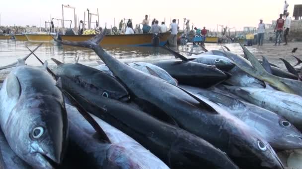 Klein vissersdorpje in Iran — Stockvideo