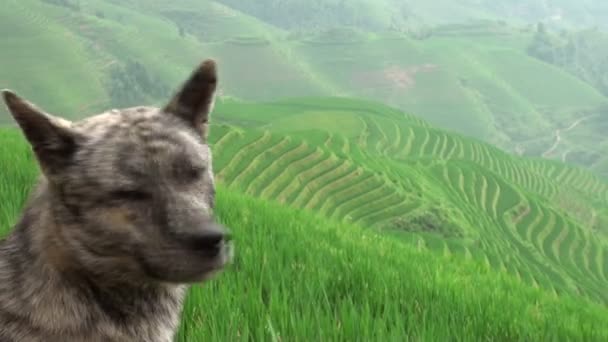 Dog watches over rice fields — Stock Video