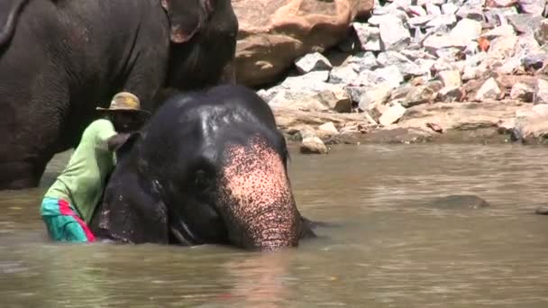 Un elefante es lavado por un guardia . — Vídeos de Stock