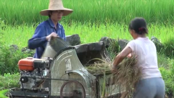 People use machinery to harvest rice Royalty Free Stock Footage