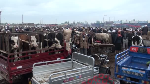 Overzicht van de dierlijke bazaar van Kashgar. — Stockvideo